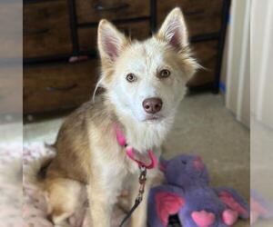 Medium Photo #1 Siberian Husky Puppy For Sale in Camarillo, CA, USA