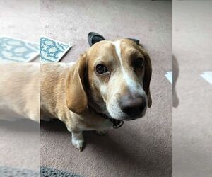 Beagle Dogs for adoption in Davenport, IA, USA