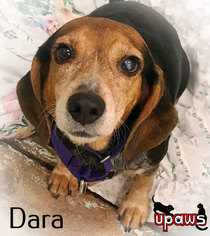Beagle Dogs for adoption in Negaunee, MI, USA