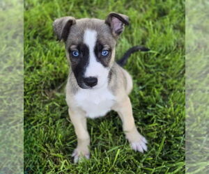 German Shepherd Dog-Unknown Mix Dogs for adoption in Lakewood, CO, USA