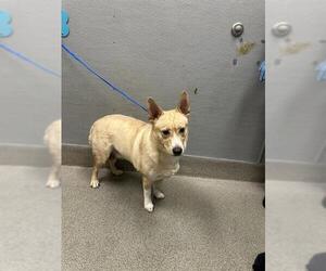 Siberian Husky-Unknown Mix Dogs for adoption in Las Vegas, NV, USA