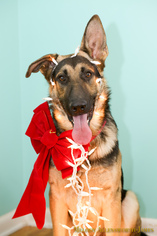 German Shepherd Dog Dogs for adoption in north little rock, AR, USA