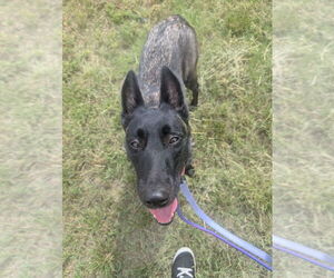 Mutt Dogs for adoption in Imlay City, MI, USA