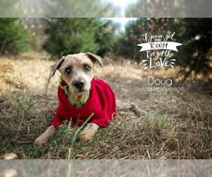 Mutt Dogs for adoption in Catasauqua, PA, USA