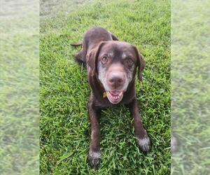 Labrador Retriever Dogs for adoption in Pasadena, CA, USA