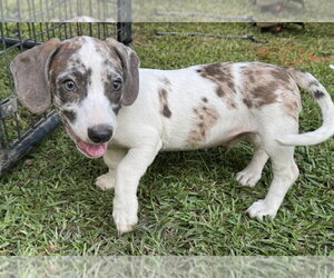 Dachshund-Unknown Mix Dogs for adoption in Conway, AR, USA