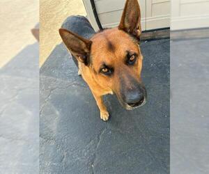 German Shepherd Dog Dogs for adoption in Santa Maria, CA, USA
