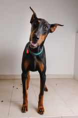Doberman Pinscher Dogs for adoption in Eden Prairie, MN, USA