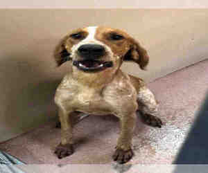 Redbone Coonhound Dogs for adoption in Ogden, UT, USA