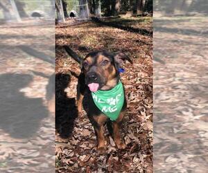Labrador Retriever Dogs for adoption in Decatur, GA, USA