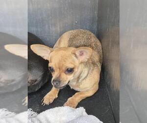 Chihuahua Dogs for adoption in San Antonio, TX, USA