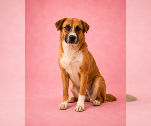 Boxer-Unknown Mix Dogs for adoption in Las Vegas, NM, USA