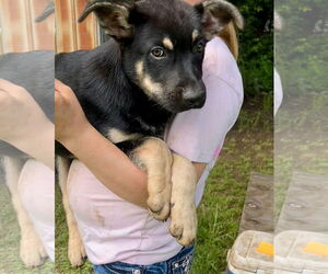 German Shepherd Dog-Unknown Mix Dogs for adoption in Minneapolis, MN, USA