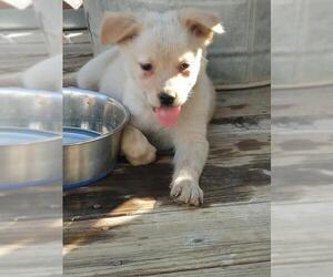 Sheprador Dogs for adoption in Phelan, CA, USA
