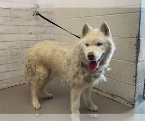 Siberian Husky Dogs for adoption in San Bernardino, CA, USA