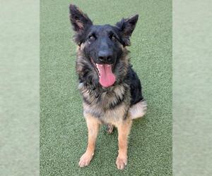 German Shepherd Dog Dogs for adoption in San Martin, CA, USA