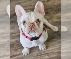 French Bulldog Dogs for adoption in Lake Elsinore, CA, USA
