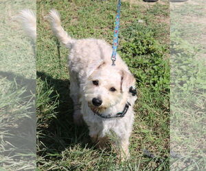 Poodle (Miniature)-Unknown Mix Dogs for adoption in Bandera, TX, USA
