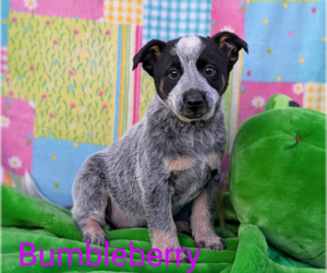 Mutt Dogs for adoption in Fresno, CA, USA