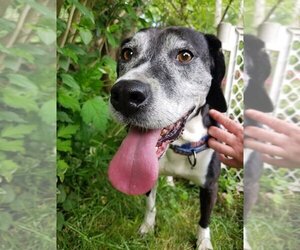 English Setter-Labrador Retriever Mix Dogs for adoption in Durham, NC, USA