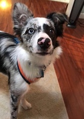 Border Collie Dogs for adoption in Cary, NC, USA