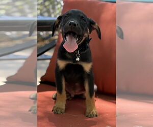 Rottweiler-Unknown Mix Dogs for adoption in Phoenix, AZ, USA