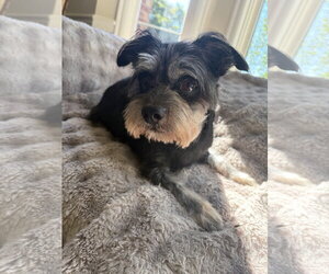 Mutt Dogs for adoption in Bellevue, WA, USA