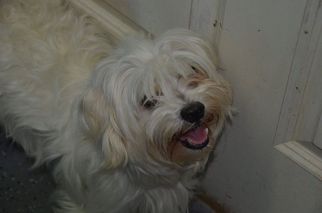 Maltese Dogs for adoption in Athens, AL, USA