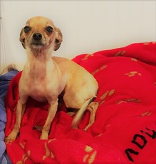 Chihuahua Dogs for adoption in Dillsburg, PA, USA