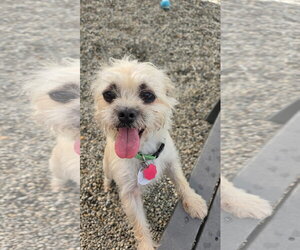 Malti-pug Dogs for adoption in Rockaway, NJ, USA