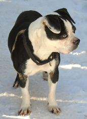 Boston Terrier Dogs for adoption in Stockport, OH, USA