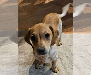 Dachshund Dogs for adoption in Tracy City, TN, USA