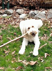 Goldendoodle (Miniature) Dogs for adoption in springfield, VA, USA