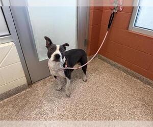 American Pit Bull Terrier Dogs for adoption in Pueblo, CO, USA
