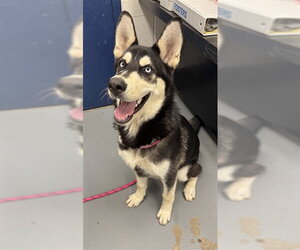 Siberian Husky Dogs for adoption in Peoria, IL, USA