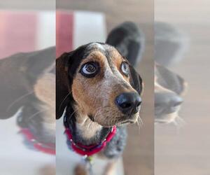 Bluetick Coonhound-Unknown Mix Dogs for adoption in Brooklyn, NY, USA