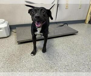 American Pit Bull Terrier-Unknown Mix Dogs for adoption in Visalia, CA, USA