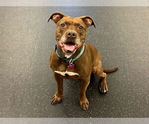 American Pit Bull Terrier Dogs for adoption in Pasadena, CA, USA