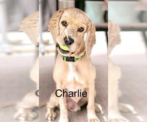 Cocker Spaniel Dogs for adoption in Menifee, CA, USA