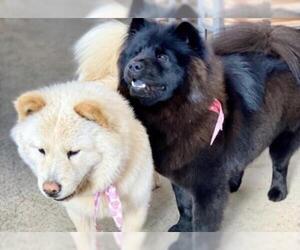 Chow Chow Dogs for adoption in Alexandria, VA, USA