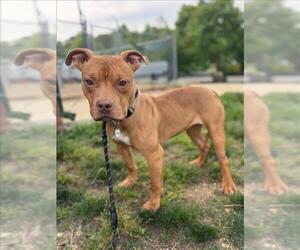 American Bulldog-Unknown Mix Dogs for adoption in Forestville, MD, USA