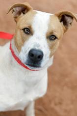 Small American Pit Bull Terrier-Red Heeler Mix