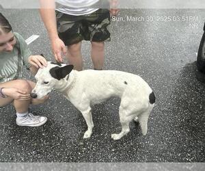 Mutt Dogs for adoption in Ocala, FL, USA