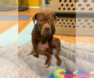 Masti-Bull Dogs for adoption in Silver Spring, MD, USA