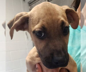 Mutt Dogs for adoption in Hilton Head, SC, USA