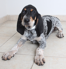 Bluetick Coonhound Dogs for adoption in Eden Prairie, MN, USA