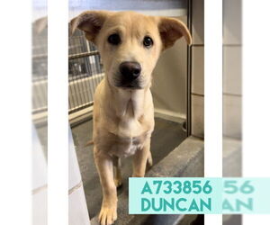American Staffordshire Terrier Dogs for adoption in San Antonio, TX, USA