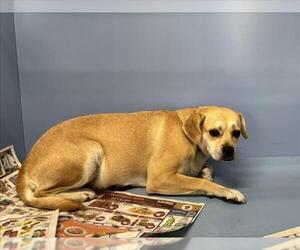 Chihuahua Dogs for adoption in San Bernardino, CA, USA