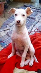 Small Bull Terrier-Pointer Mix