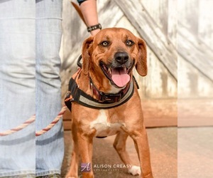 Medium Photo #1 Labrador Retriever-Unknown Mix Puppy For Sale in Rustburg, VA, USA